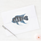 Cyphotilapia frontosa Cichlid Sticker (Envelop)