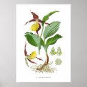 Cyprepedium calceolus poster (Voorkant)
