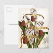 Cyprepedium Stonei  Lindenia Orchid Feestdagenkaart (Voorkant / Achterkant)