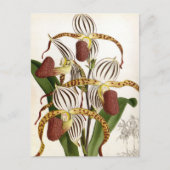 Cyprepedium Stonei  Lindenia Orchid Feestdagenkaart (Voorkant)
