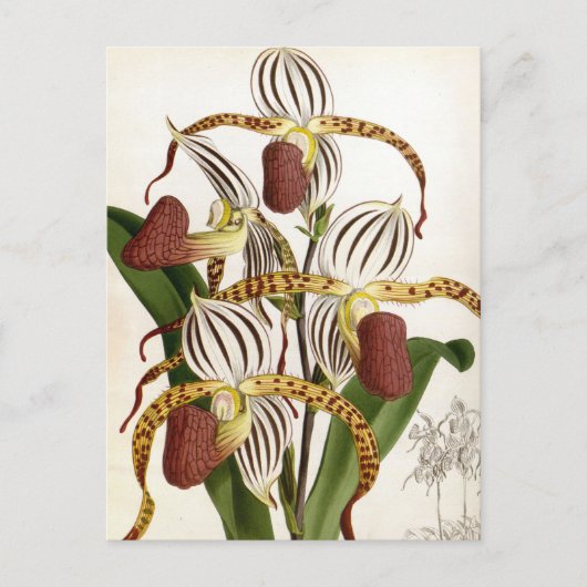 Cyprepedium Stonei  Lindenia Orchid Feestdagenkaart (Voorkant)