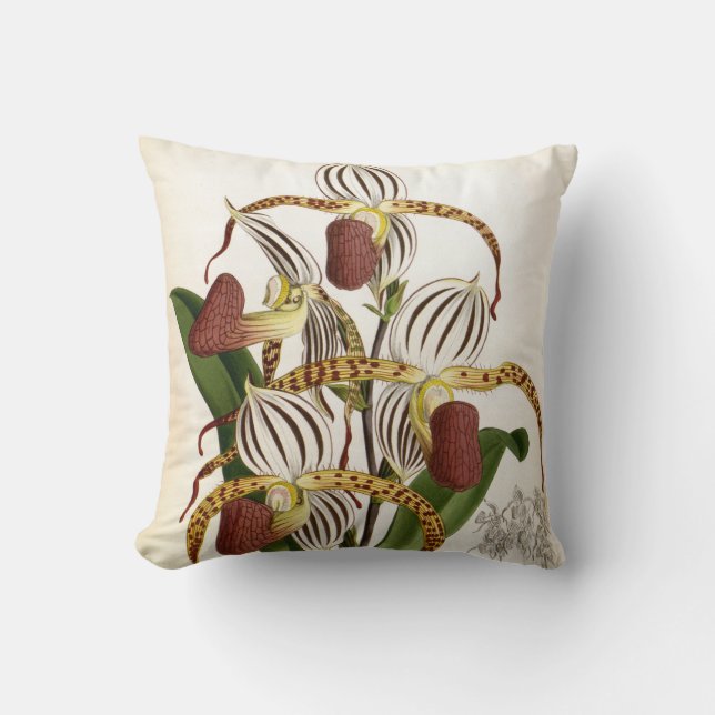 Cyprepedium Stonei  Lindenia Orchid Kussen (Voorkant)