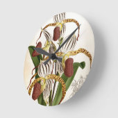 Cyprepedium Stonei  Lindenia Orchid Ronde Klok (Hoek)