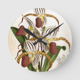 Cyprepedium Stonei  Lindenia Orchid Ronde Klok