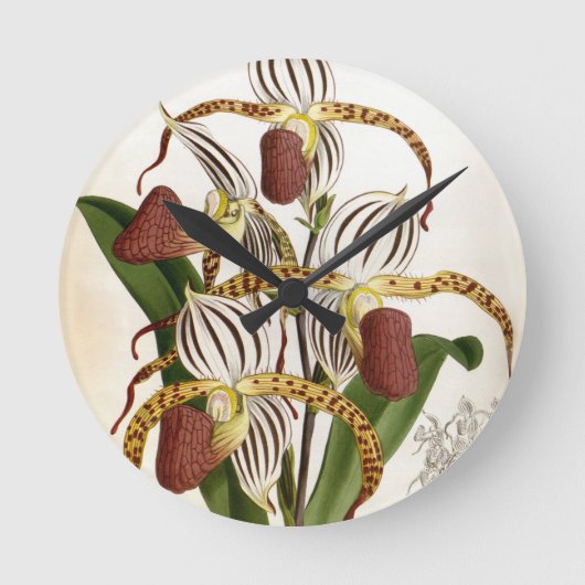 Cyprepedium Stonei  Lindenia Orchid Ronde Klok (Voorkant)