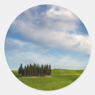 Cypresbomen in Toscane rond de sticker