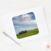Cypresbomen in Toscane sticker (Envelop)