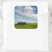 Cypresbomen in Toscane sticker (Tas)