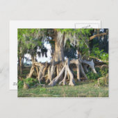 Cypresboom Briefkaart (Voorkant / Achterkant)