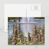 Cypresknie Briefkaart (Voorkant / Achterkant)