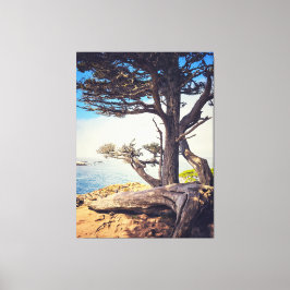 Cypress bij het Zee Canvas Afdruk