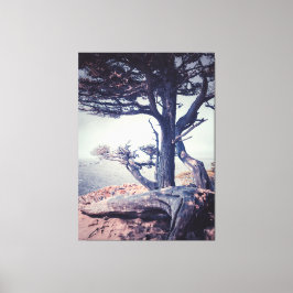 Cypress bij het Zee Canvas Afdruk