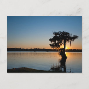 Cypress bij Sunset Briefkaart