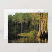 Cypress-bomen in de regio Bradford, Briefkaart (Voorkant / Achterkant)