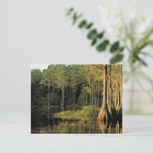 Cypress-bomen in de regio Bradford, Briefkaart (Staand voorkant)