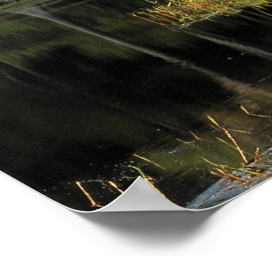 Cypress-bomen in de regio Bradford, Poster (Hoek)