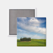Cypress bomen in Toscane magneet (Voorkant / Achterkant)