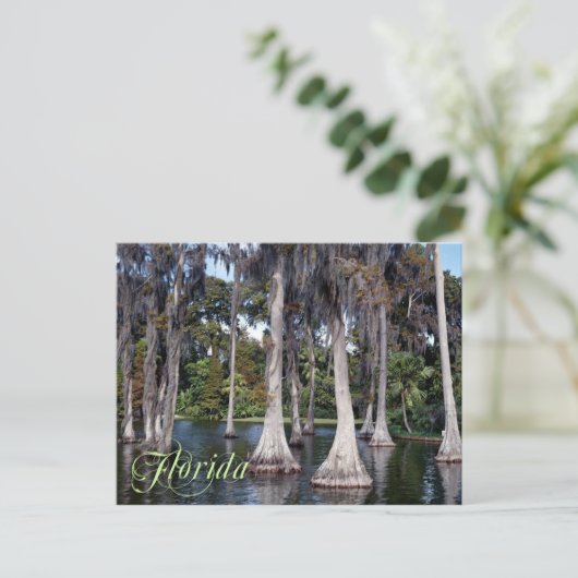 Cypress-bomen in Winter Haven, Florida Briefkaart (Staand voorkant)