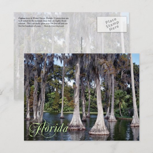 Cypress-bomen in Winter Haven, Florida Briefkaart (Voorkant / Achterkant)