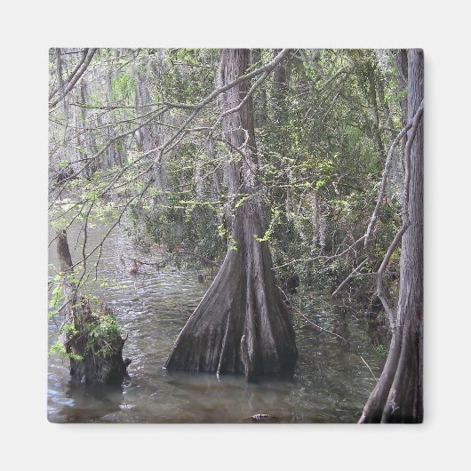 Cypress Bomen Magnet (Voorkant)