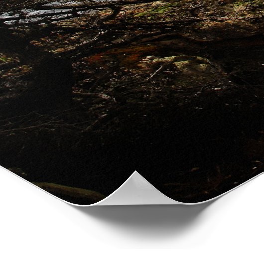 Cypress Coast Print (Hoek)