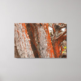 Cypress en Alga Canvas Afdruk