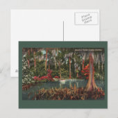 Cypress Gardens  Briefkaart (Voorkant / Achterkant)