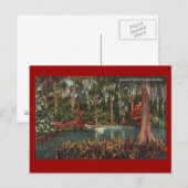 Cypress Gardens  Briefkaart (Voorkant / Achterkant)