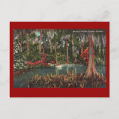 Cypress Gardens  Briefkaart (Voorkant)