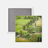 Cypress gevoerde kronkelende weg, Toscaanse vierka Magneet (Voorkant / Achterkant)