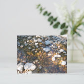 Cypress Hills, Alb. Canada Briefkaart (Staand voorkant)