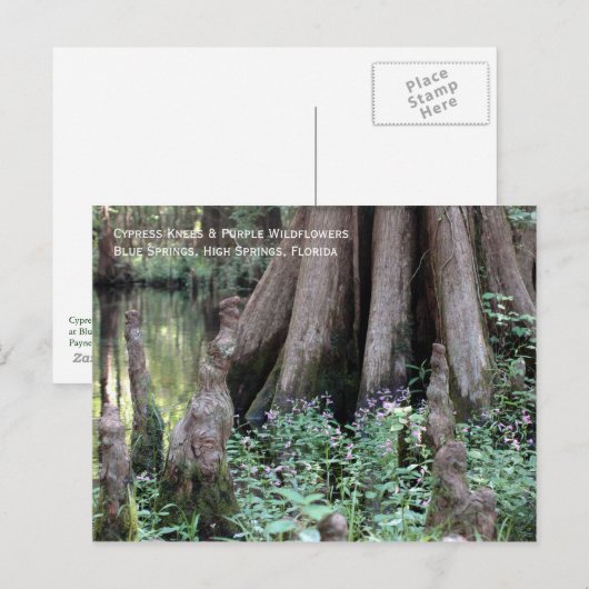 Cypress Knees Briefkaart (Voorkant / Achterkant)