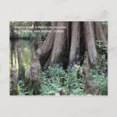Cypress Knees Briefkaart (Voorkant)