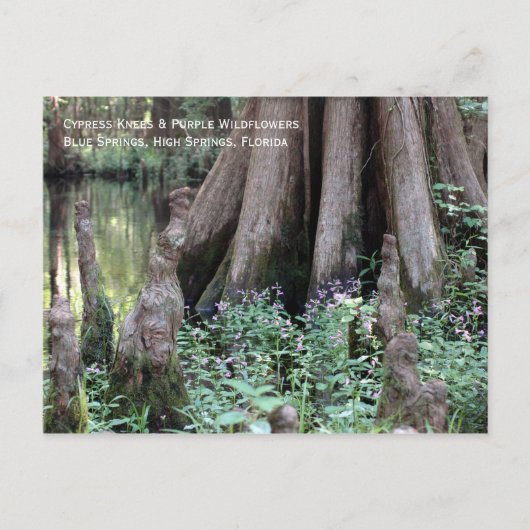 Cypress Knees Briefkaart (Voorkant)