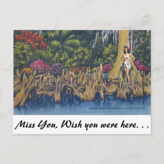 Cypress Knees Briefkaart