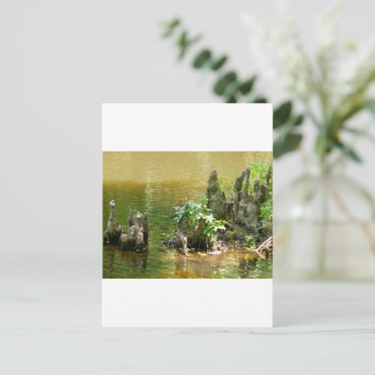 Cypress Knees Briefkaart (Staand voorkant)