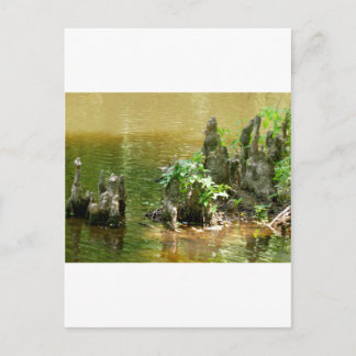 Cypress Knees Briefkaart