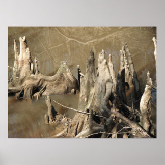 Cypress Knees Poster