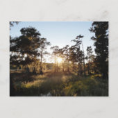 Cypress Lake Briefkaart (Voorkant)