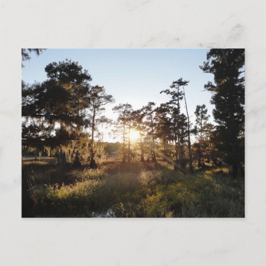 Cypress Lake Briefkaart (Voorkant)