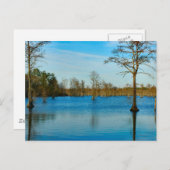 Cypress Lake Briefkaart (Voorkant / Achterkant)