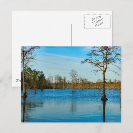 Cypress Lake Briefkaart (Voorkant / Achterkant)