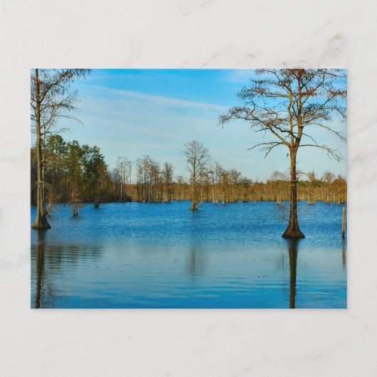 Cypress Lake Briefkaart (Voorkant)