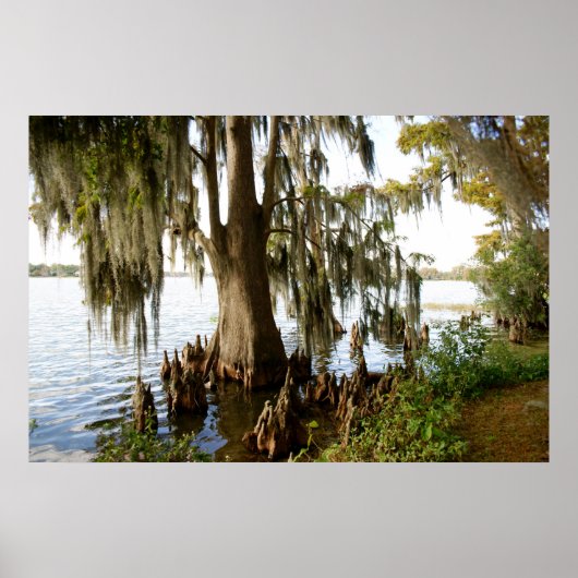 Cypress Lake Poster (Voorkant)