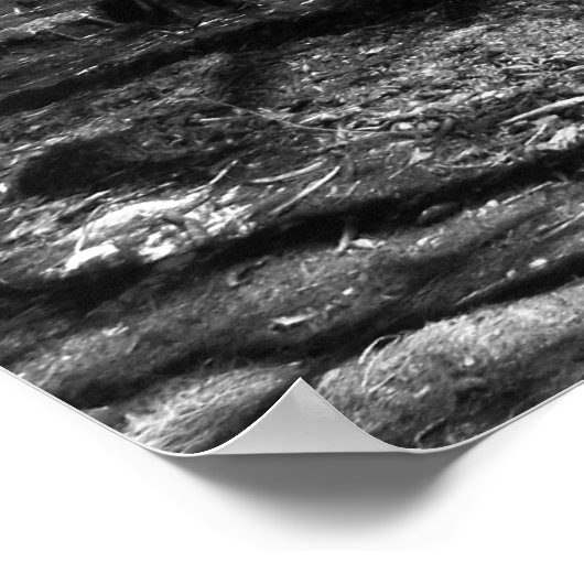 Cypress-meer in zwart-wit poster (Hoek)