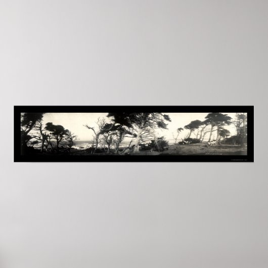Cypress Point Monterey Foto 1907 Poster (Voorkant)