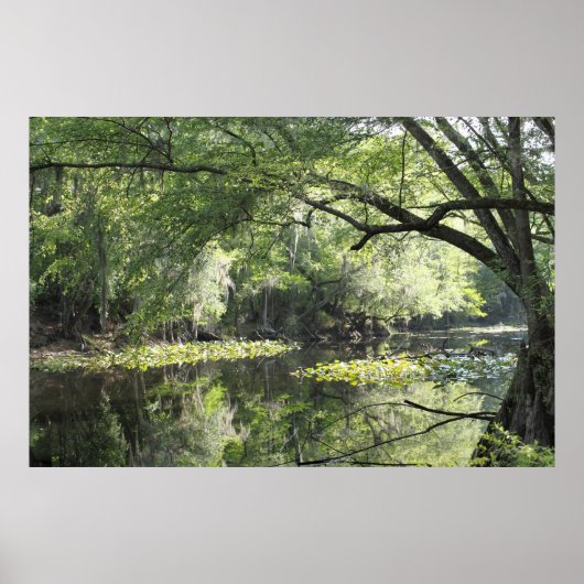 Cypress River A Part Poster -60x40 -of kleiner (Voorkant)