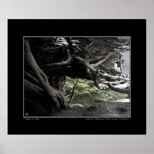 Cypress Skeleton - Poster (Voorkant)