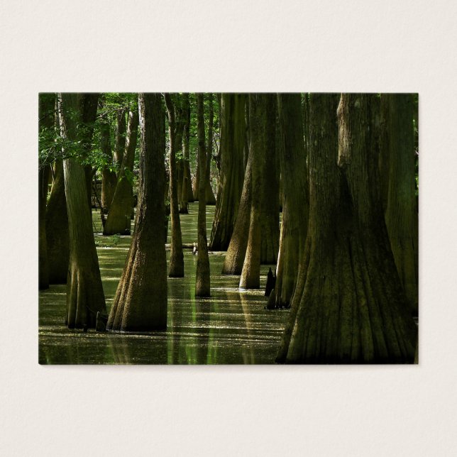 Cypress Swamp ATC Kaart (Voorkant)