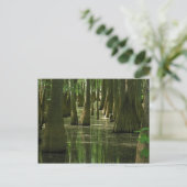 Cypress Swamp Briefkaart (Staand voorkant)